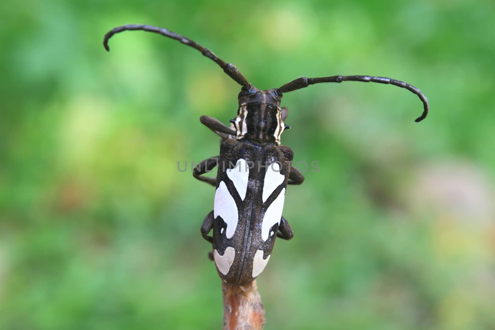 insect from Thailand, longhorn beetle in Genus Batocera