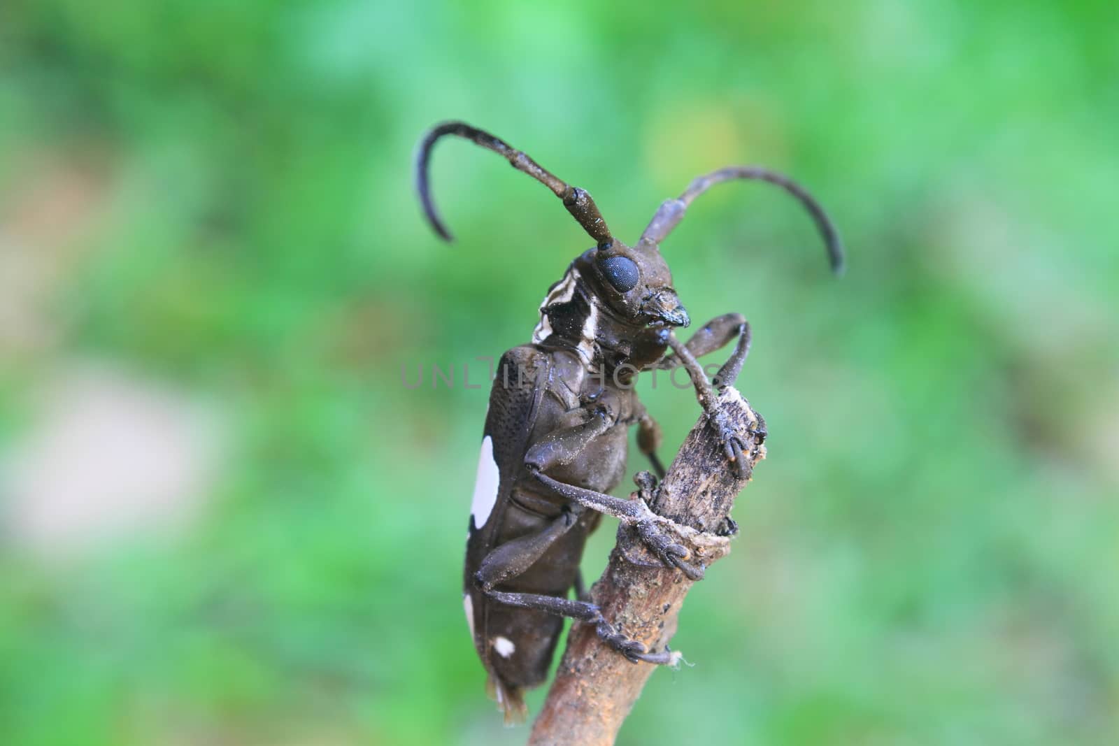insect from Thailand, longhorn beetle in Genus Batocera