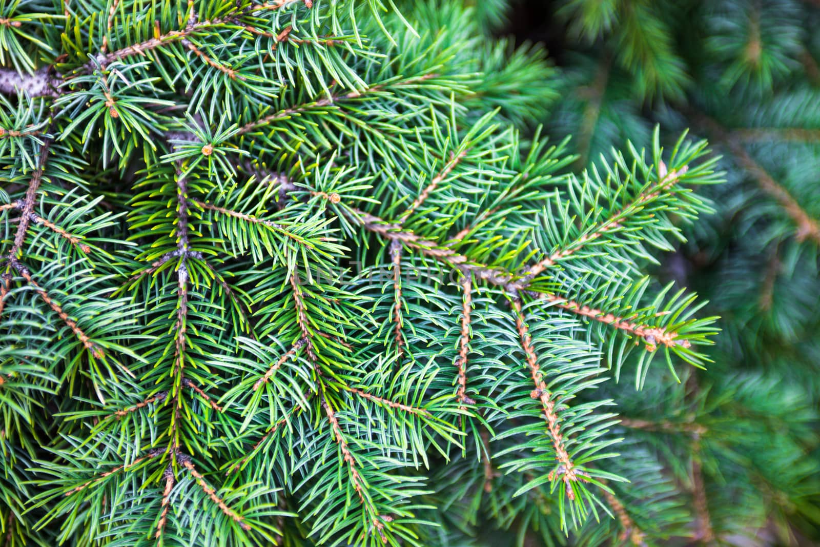 Branches of the evergreen coniferous plant with needle-like leaves.