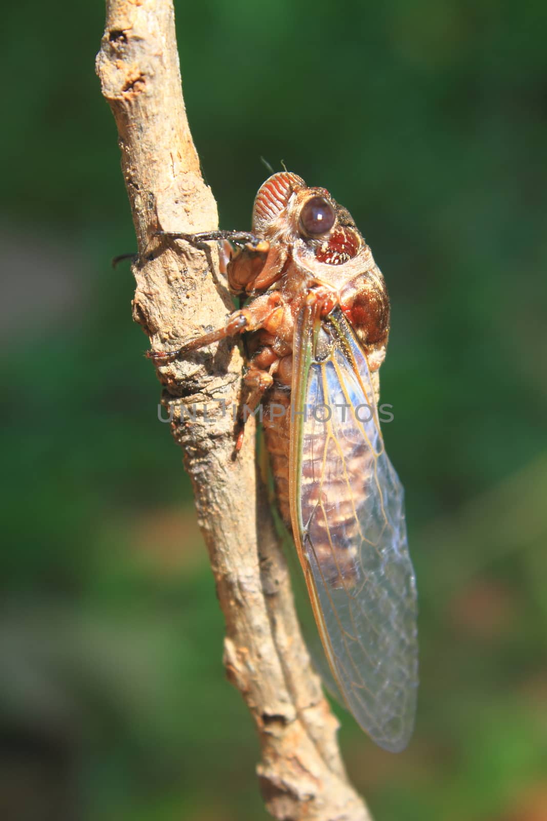 Cicadas in the trees, close up insect from nature