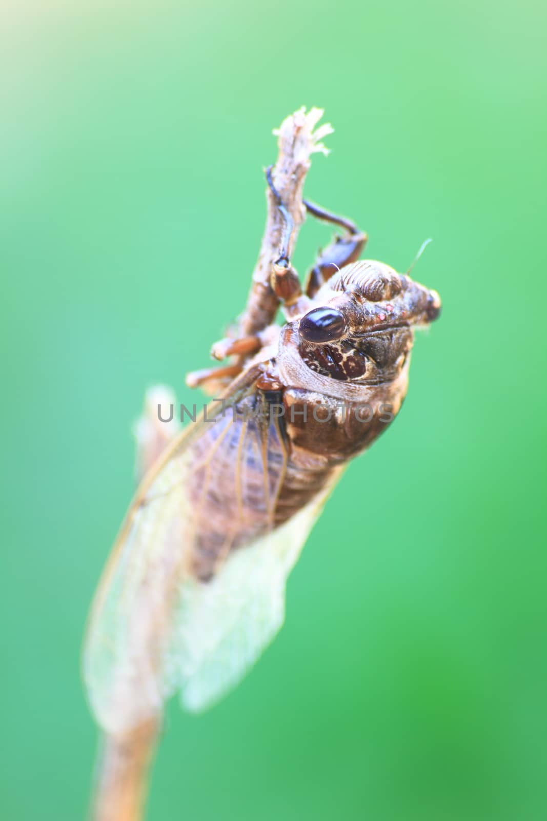 Cicadas in the trees, close up insect from nature