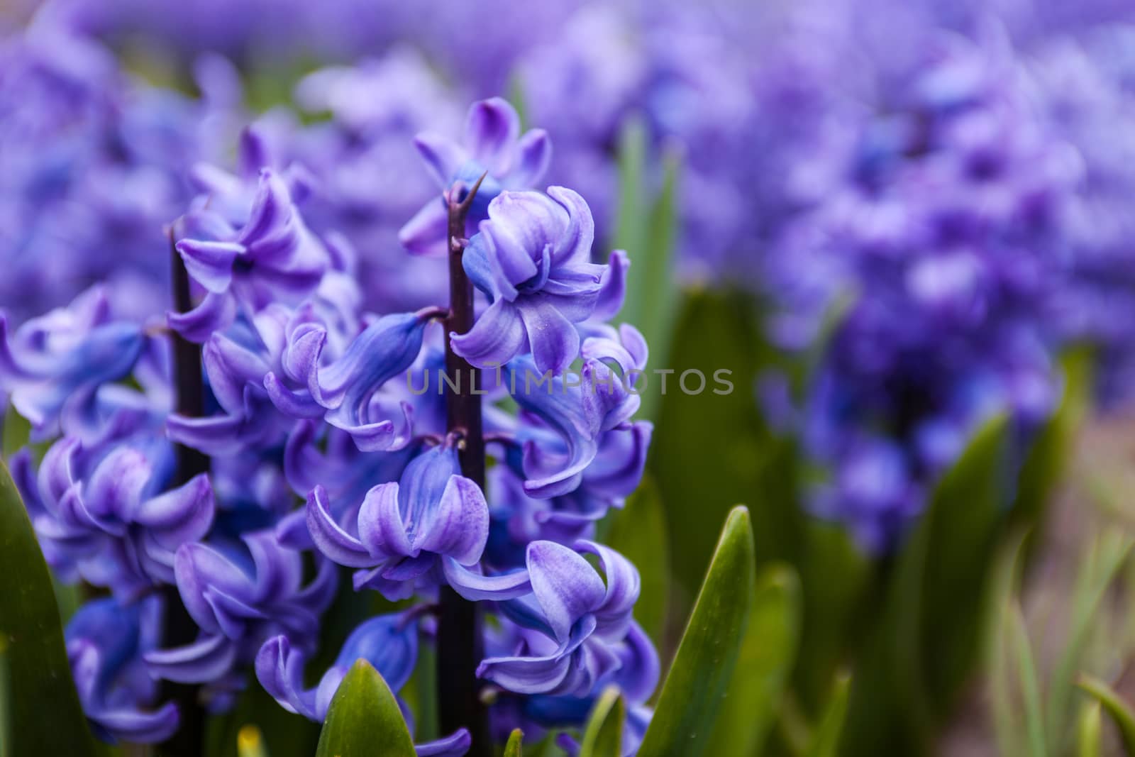 Blue flowers of Hyacinth  by rootstocks