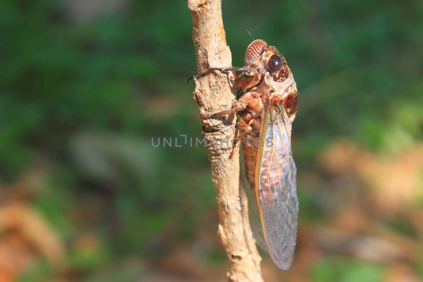 Cicadas in the trees, close up insect from nature