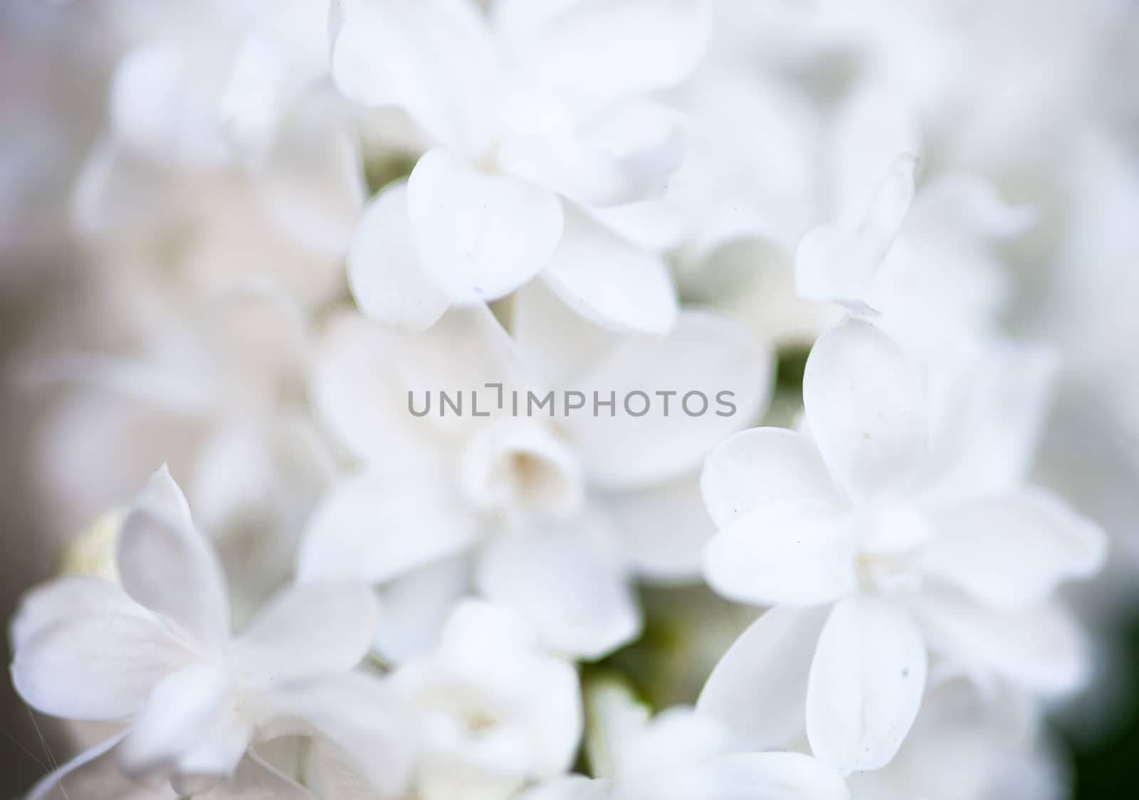 Closeup of beautiful and delicate spring lilac flowers 