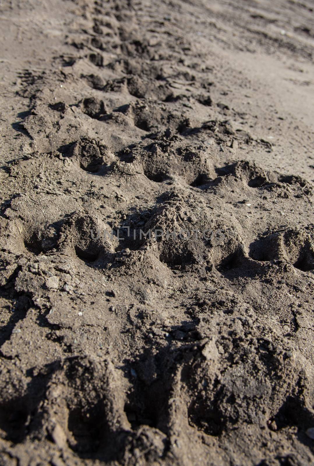 Closeup of caterpillar tracks traces on the ground.