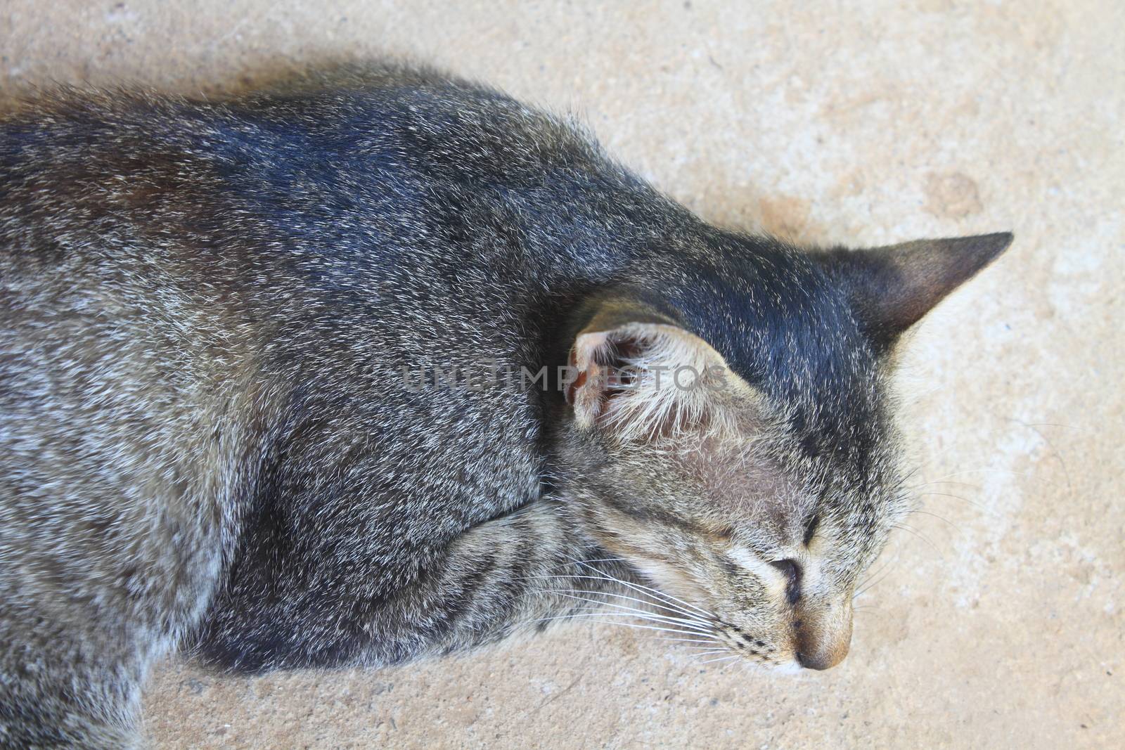 close up grey cat sleeping on the ground