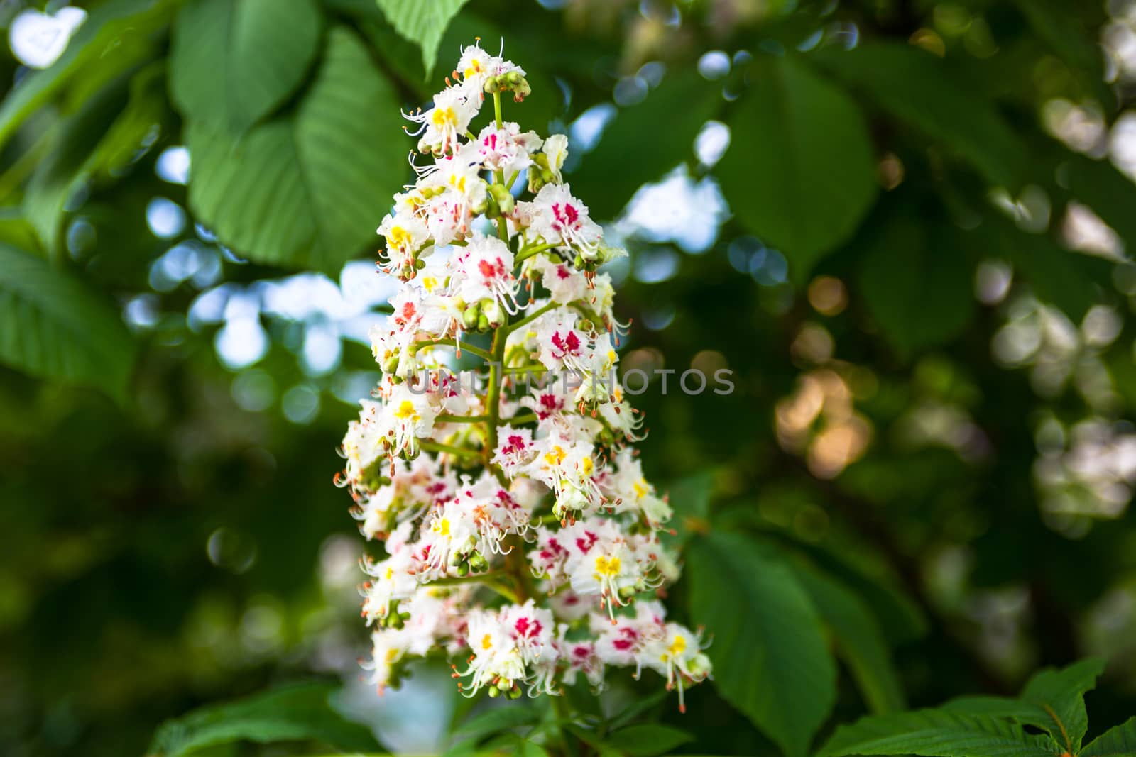 Bunch of flowers of the horse-chestnut tree by rootstocks