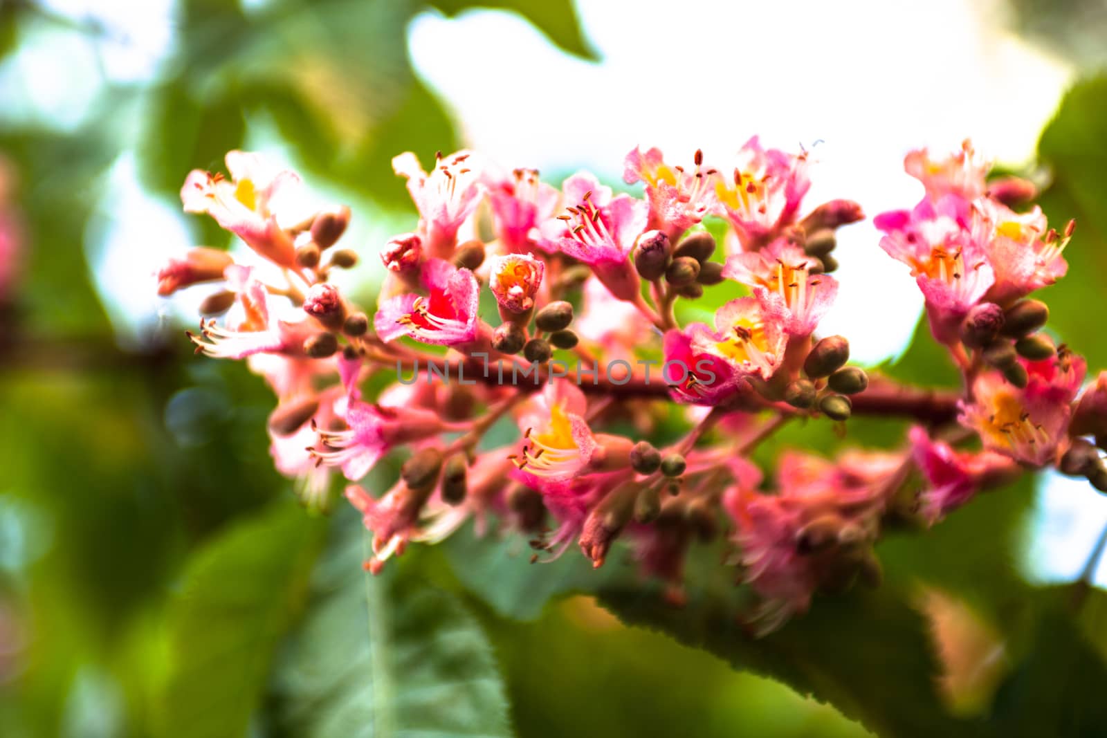 Bunch of pink flowers of the horse-chestnut tree