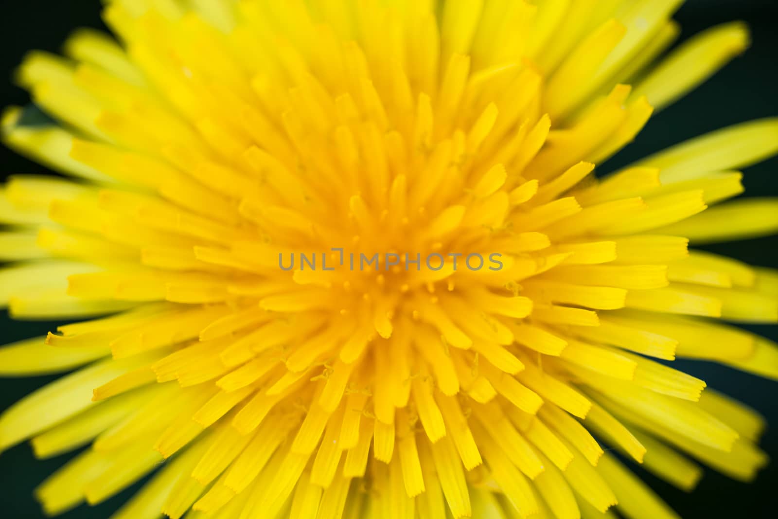 Closeup of the blooming yellow dandelion flower.