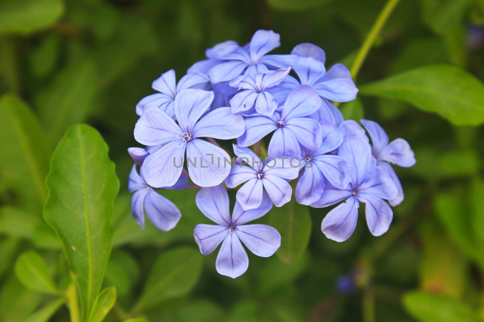 verbena flower in garden, close up beautiful flower in nature