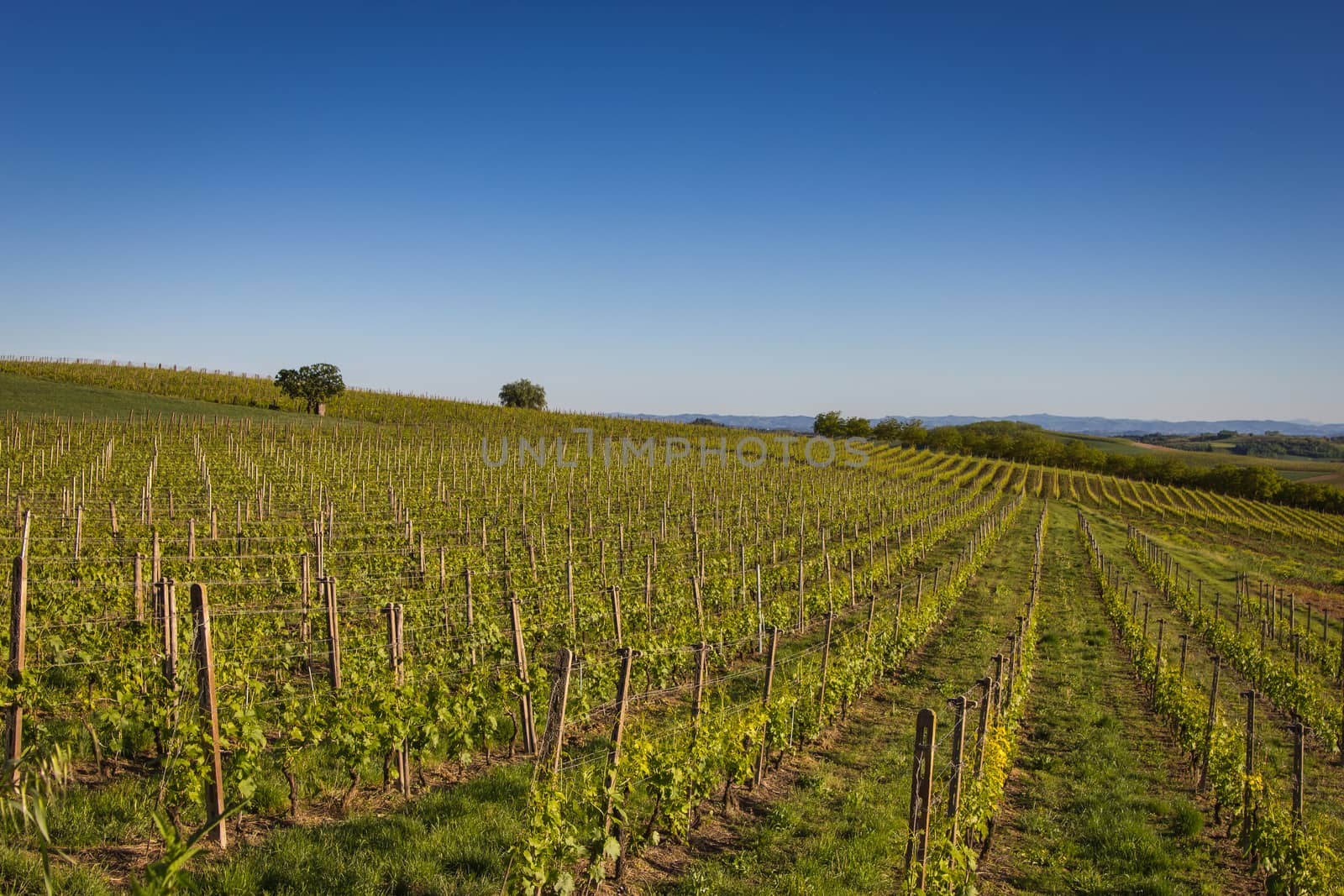 Wine Hills in Northern Italy by huntz