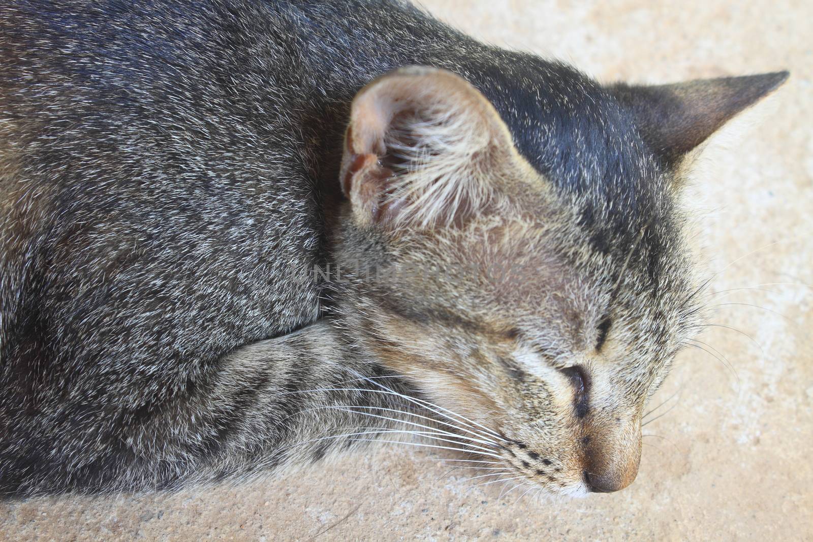 close up grey cat sleeping on the ground