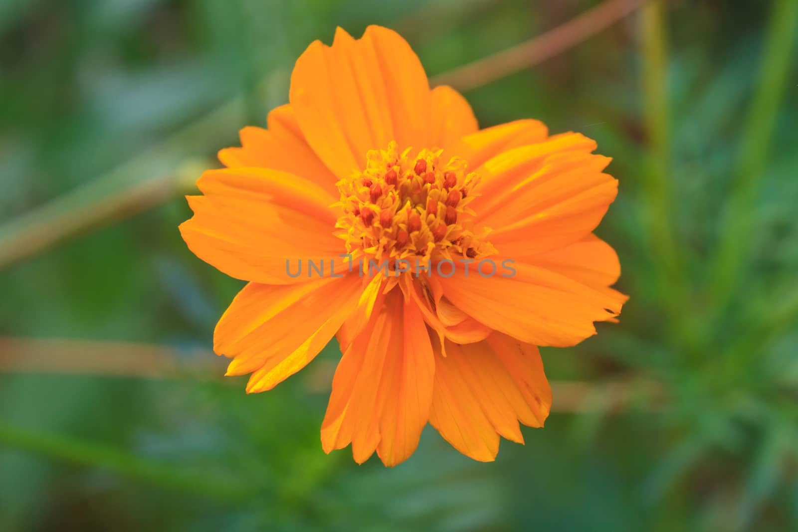 Marigold  flowers field, summer in garden Thailand 