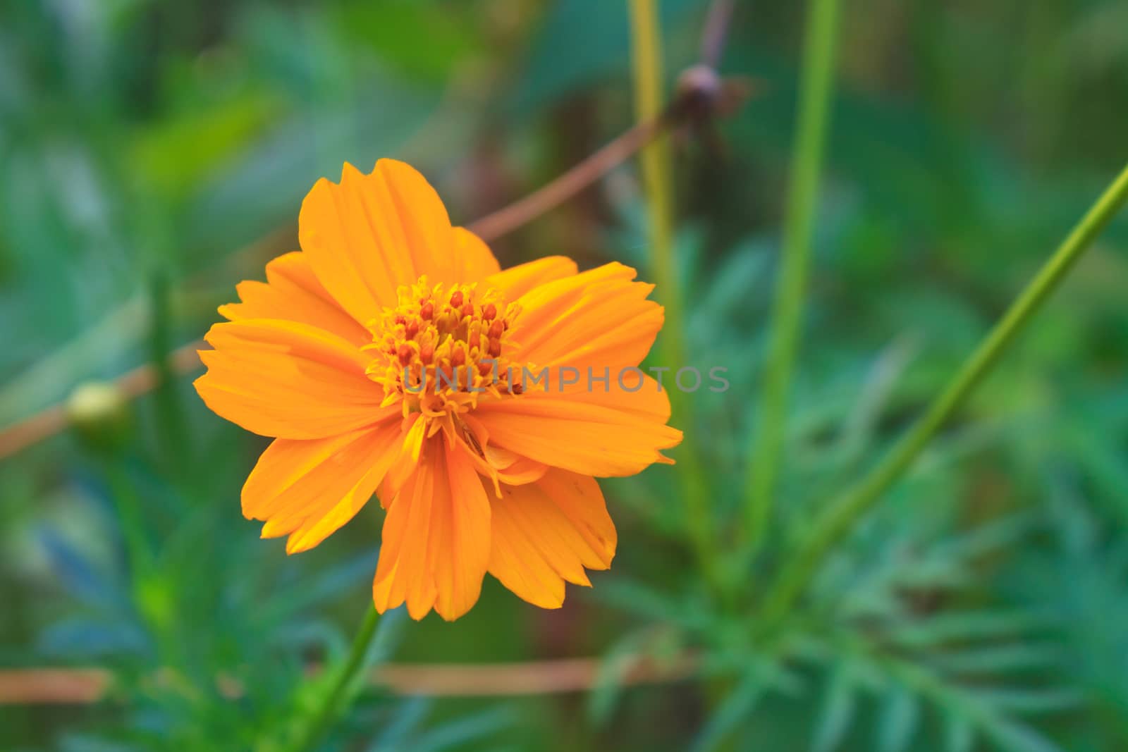 Marigold  flowers field, summer in garden Thailand 