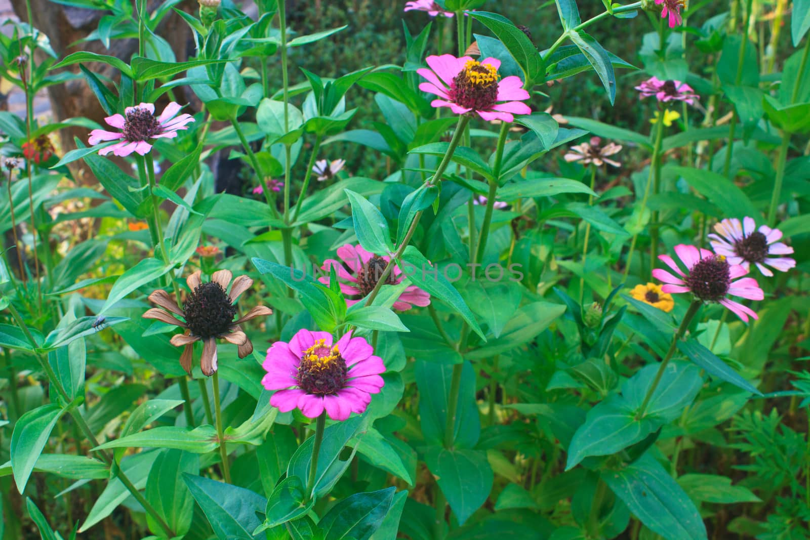 Zinnia elegans in field, summer in garden Thailand