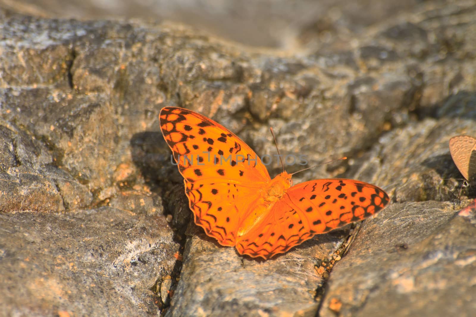 Beautiful Butterfly on stone in forest