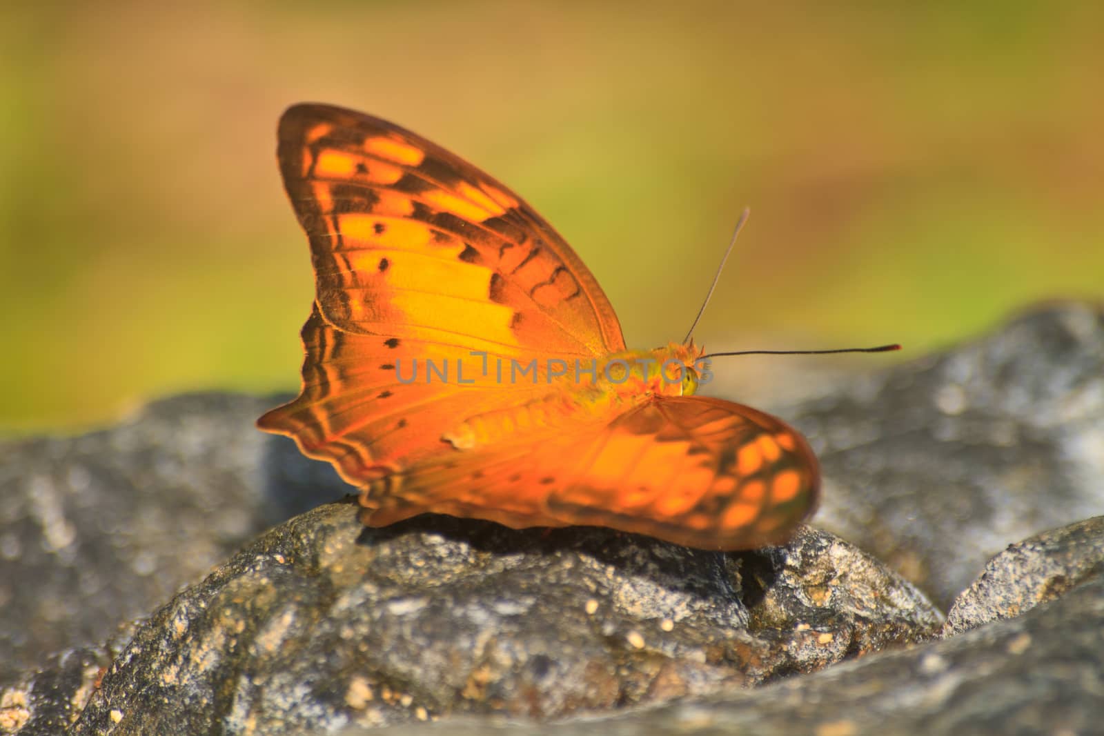 Beautiful Butterfly on stone in forest