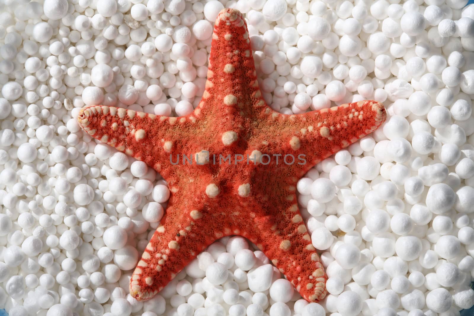 red starfish in styrofoam balls