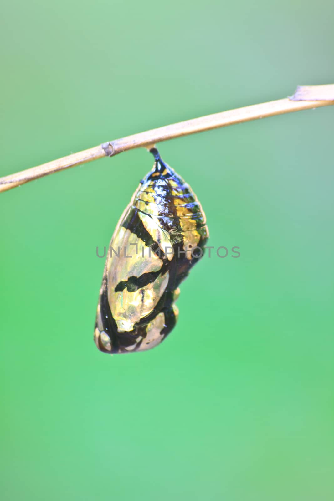beautiful Monarch chrysalis (Danaus plexippus) hanging on branch