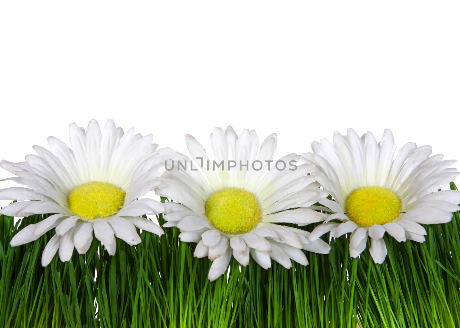 Three Flowers on the Grass on the White Background Closeup