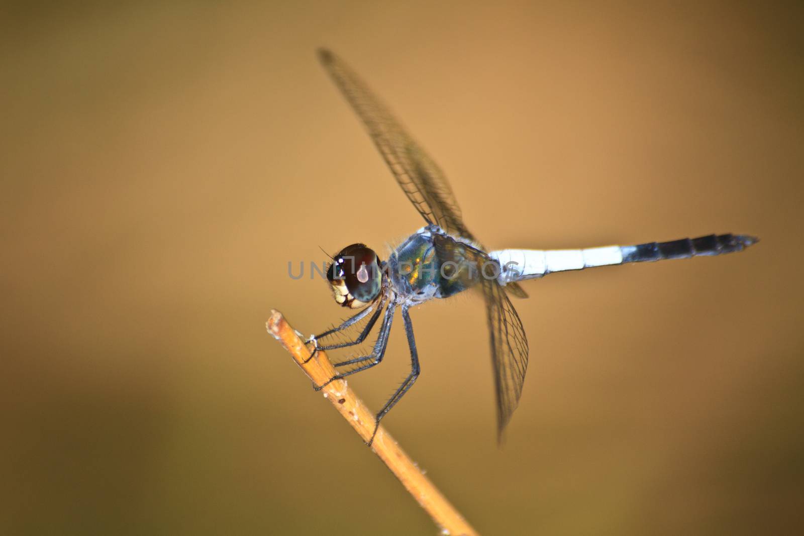Dragonfly sitting on a branch  by forest71