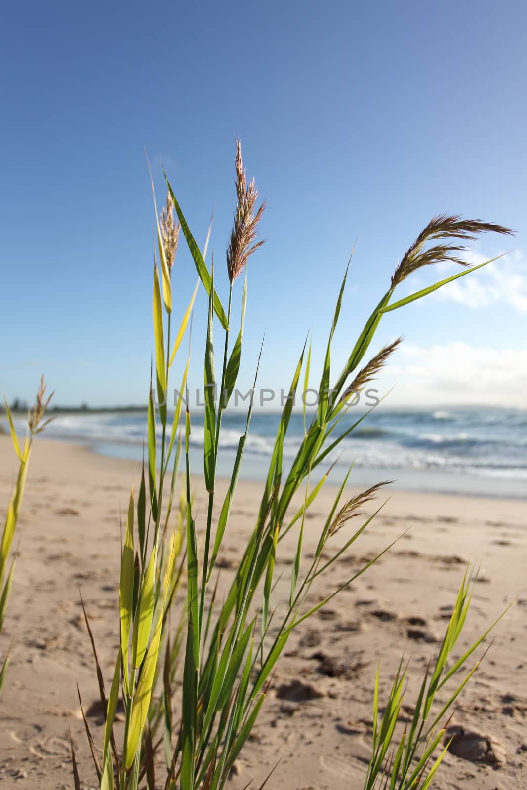 Beach grass glistening in the morning breeze by lovleah