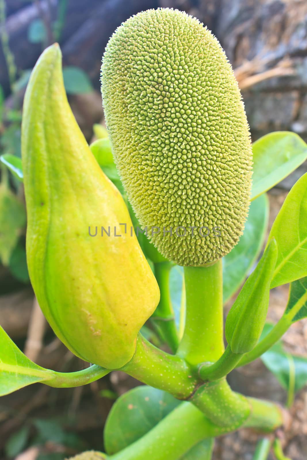 jackfruit (alternately jack tree, jakfruit, or sometimes simply jack or jak; scientific name Artocarpus heterophyllus) on a tree