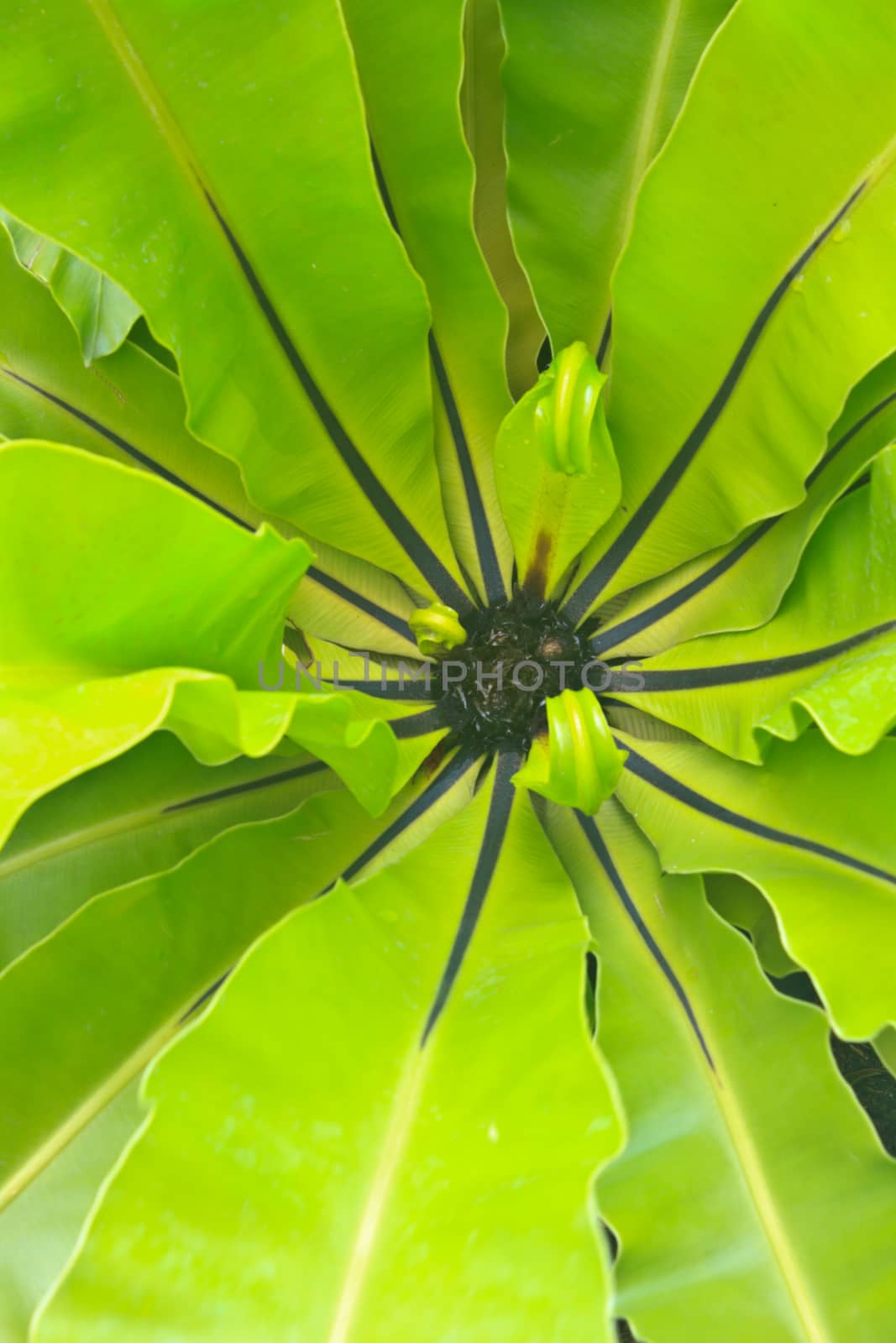 bird nest fern over veiw