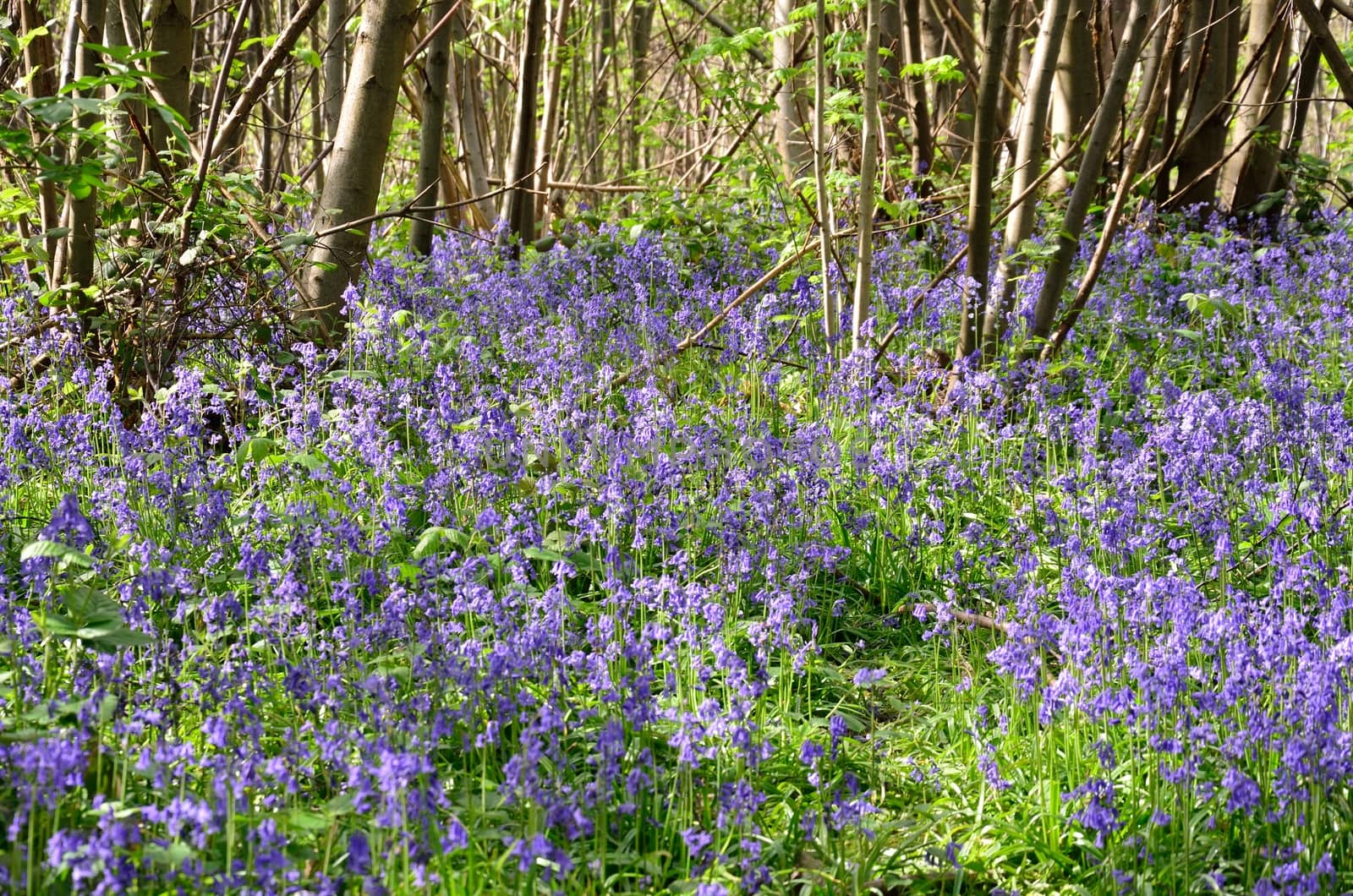 Bluebells in forest
