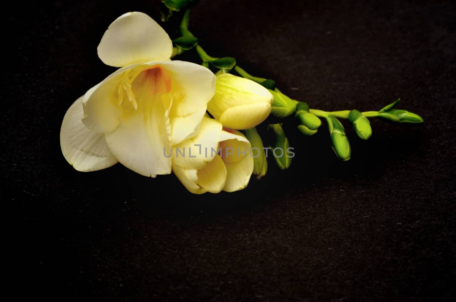 Light yellow flowers and buds