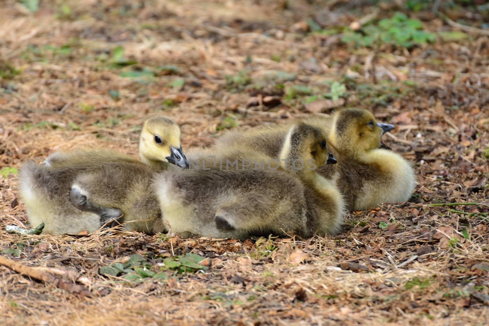 Goslings in group by pauws99