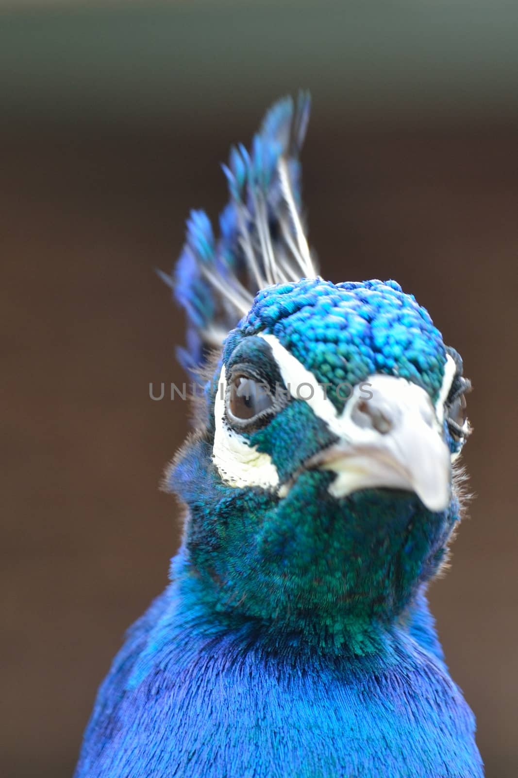 angry peacock head