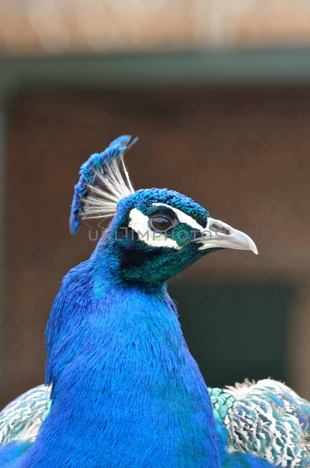 Head of blue peacock