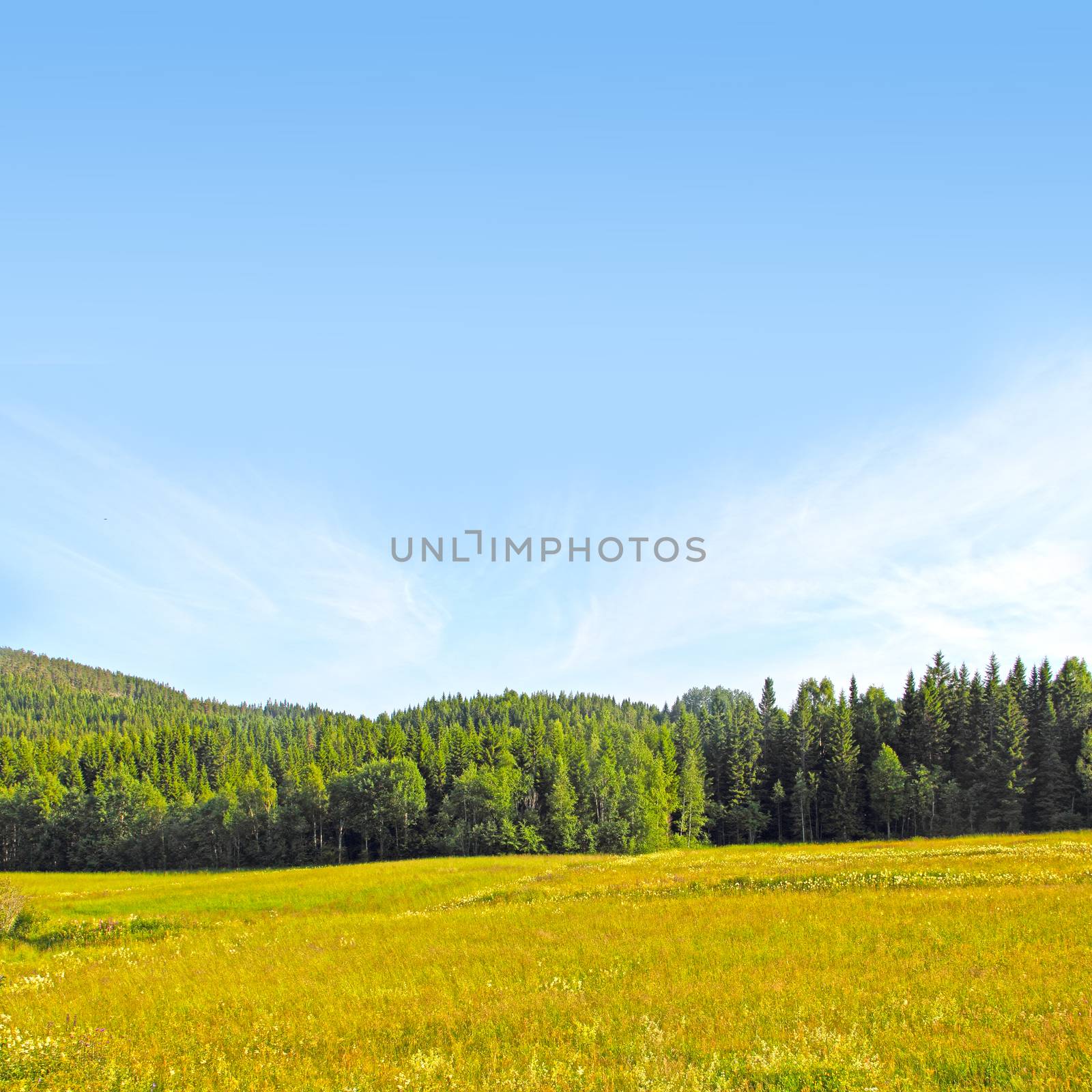 Scandinavian landscape with field, mountains and forest at sunny summer day