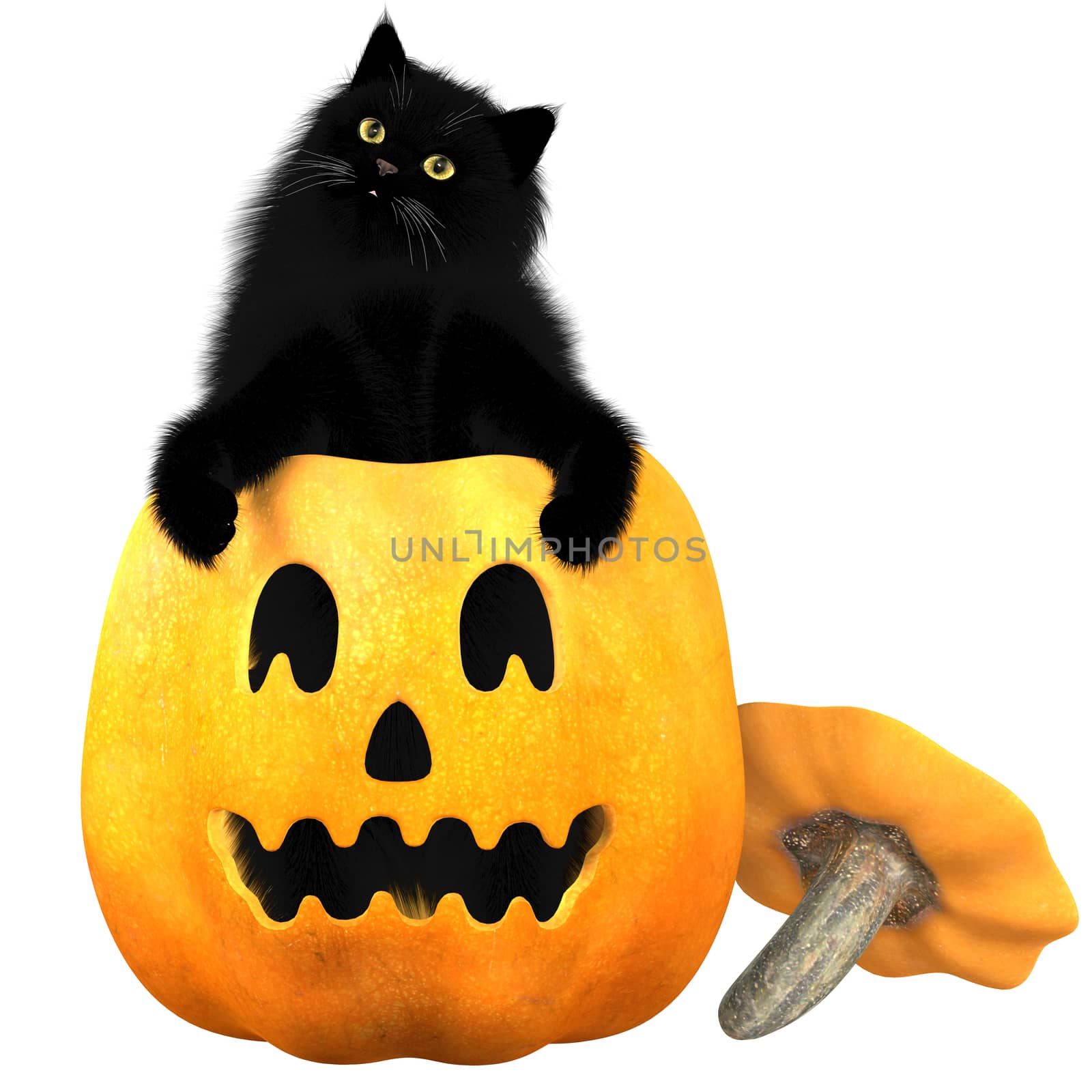 A black domestic cat and a carved pumpkin are typical symbols of the Halloween holiday.