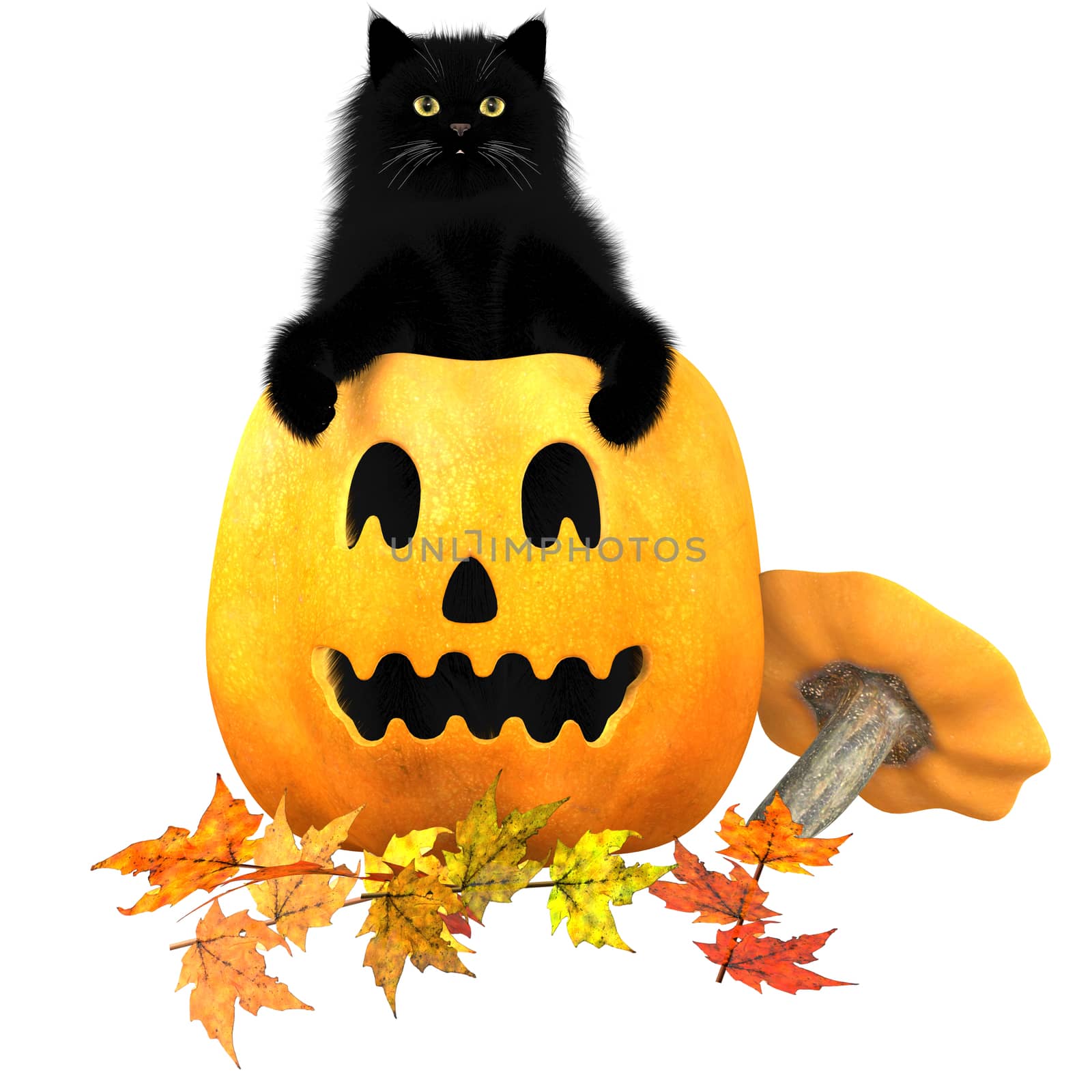 A black domestic cat, a carved pumpkin and Autumn leaves are typical symbols of the Halloween holiday.