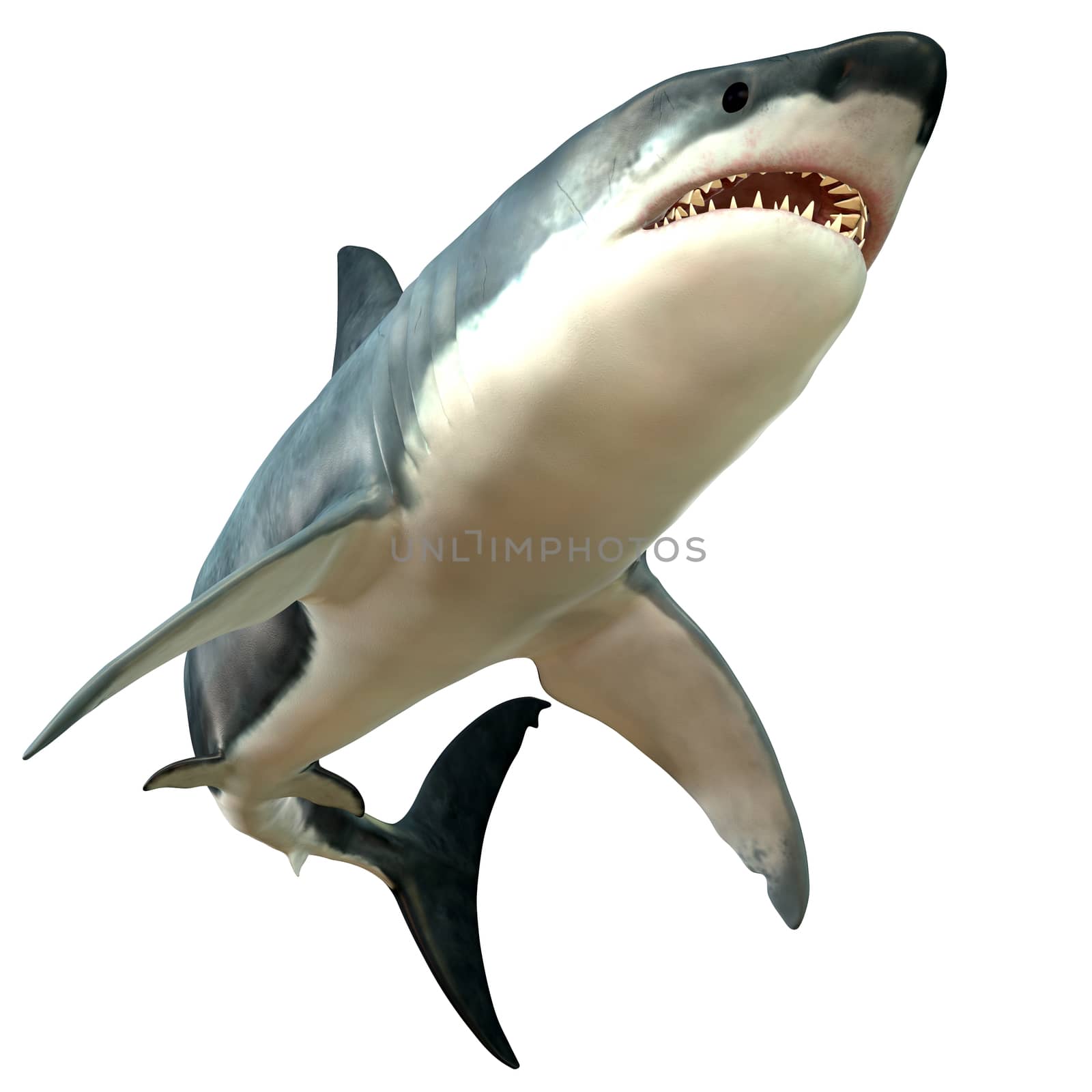 Great White Shark Body by Catmando