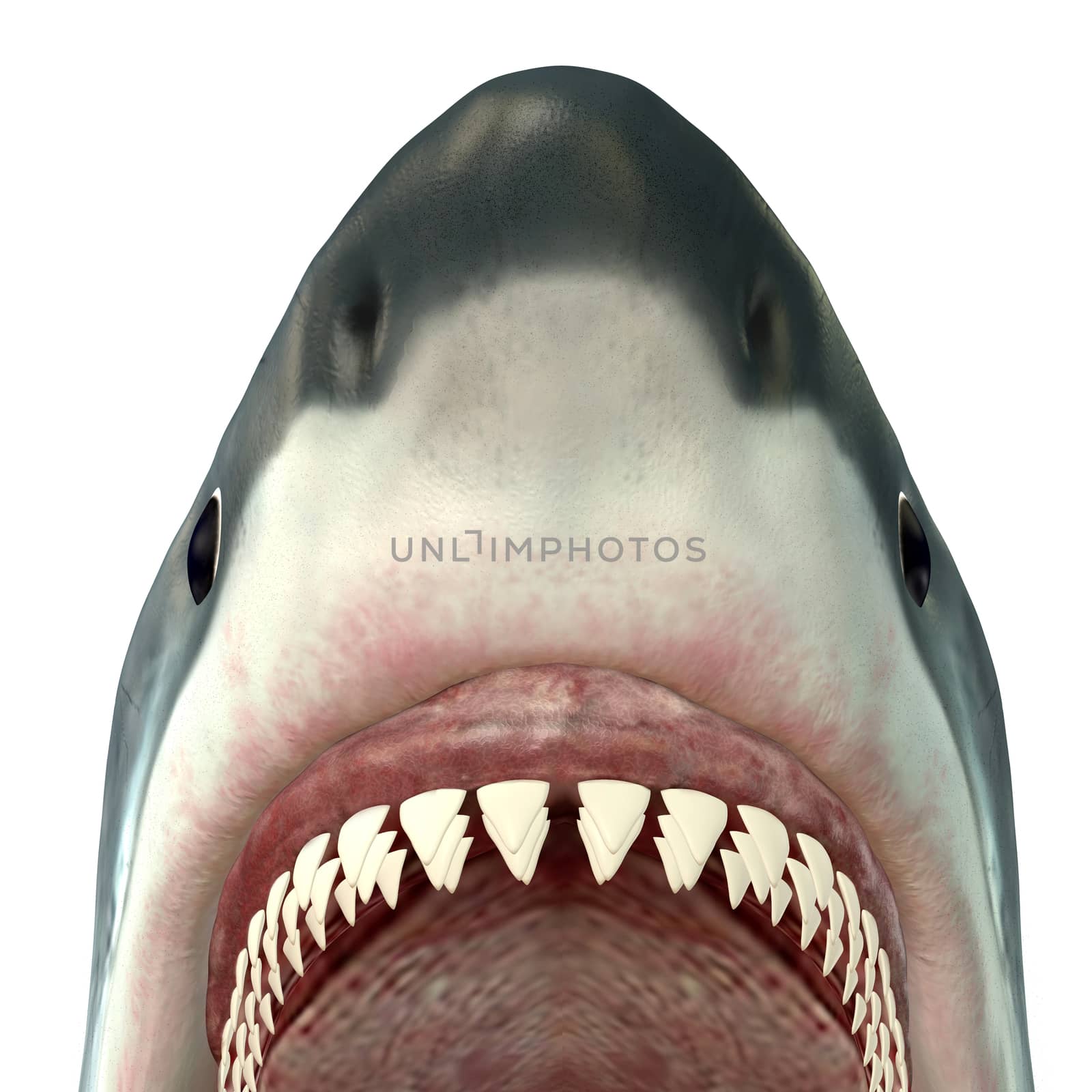 Great White Shark Jaws by Catmando