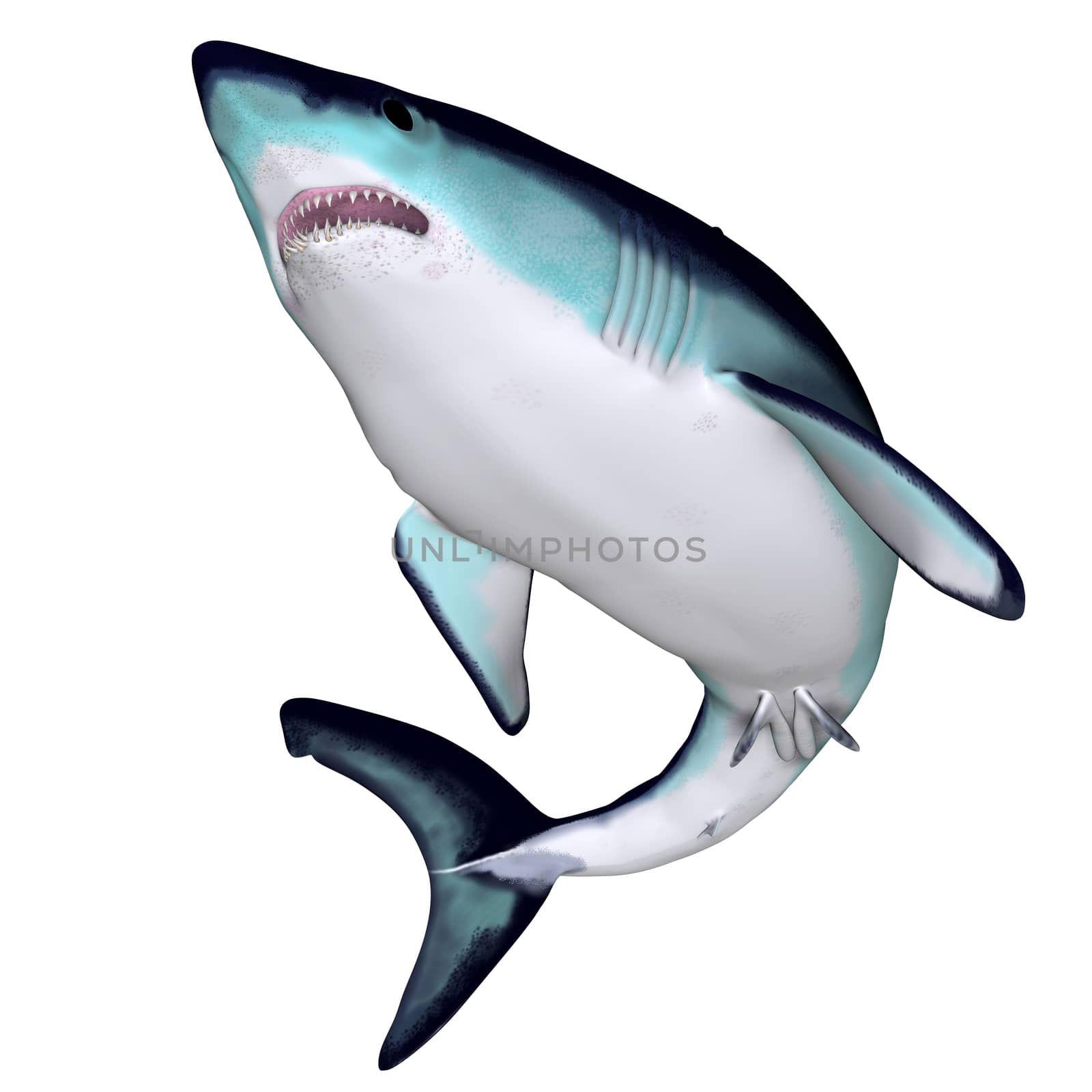 The Mako is a large species of predatory shark that can grow to 4.45 meters or 14.6 feet.