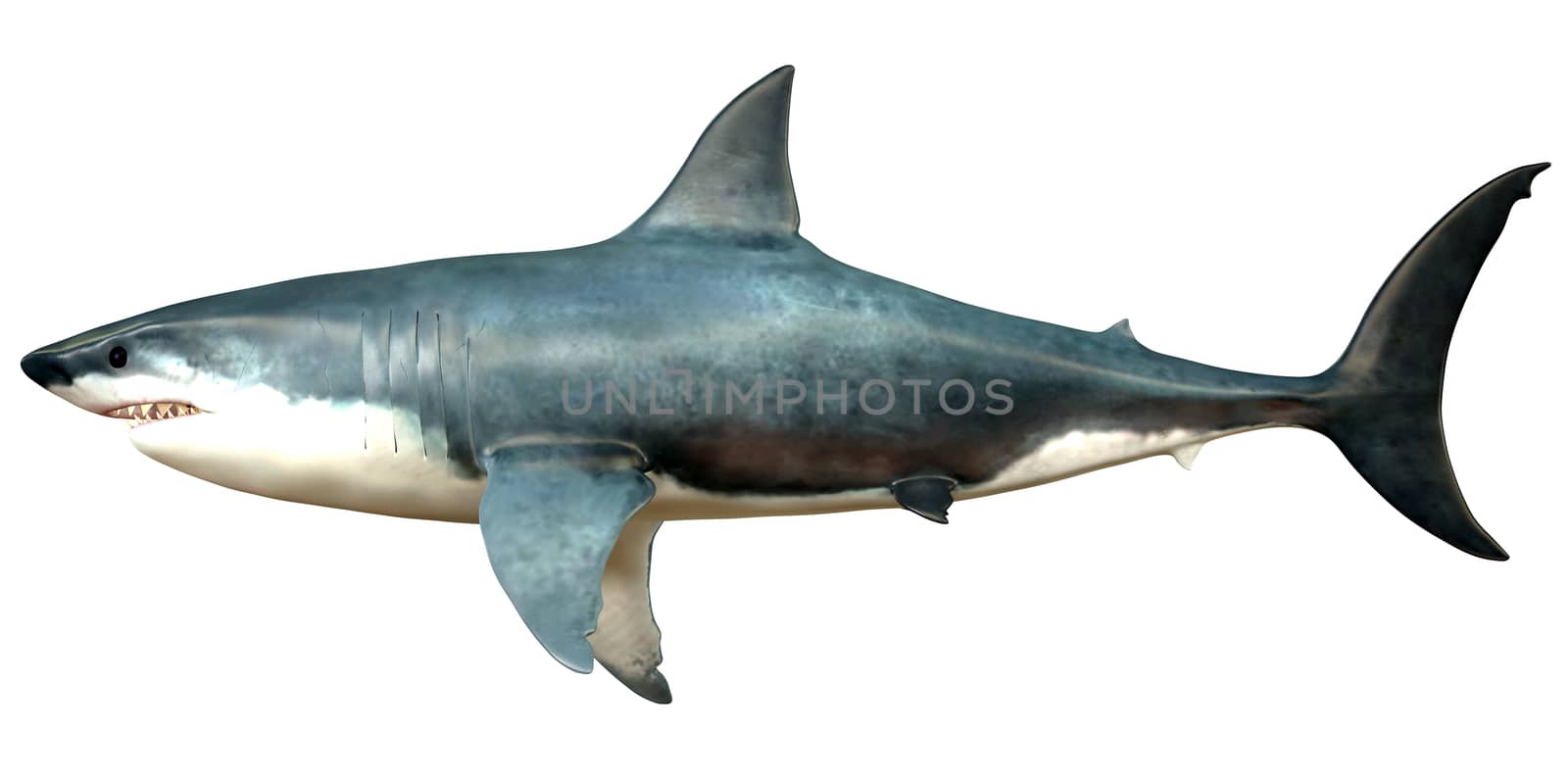 Megalodon is an extinct species of shark that grew to 18 meters or 59ft and lived in the Cenozoic Era.