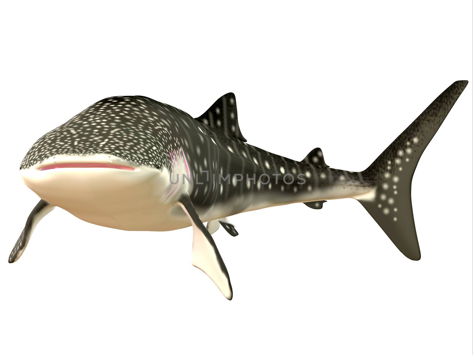 The Whale shark is a slow-moving filter feeder and can grow up to 12.65 meters or 41.50 feet.