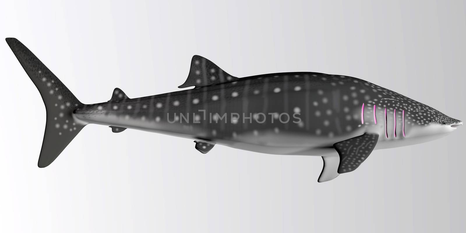 Whale Shark Side Profile by Catmando