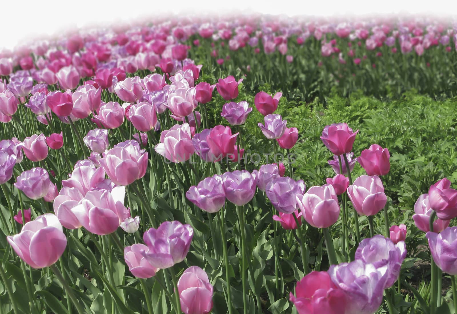 Pink tulip perspective. Tulips in various shades of pink blossom perspective fades into white.