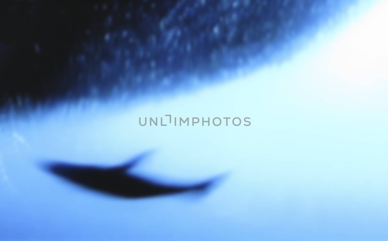 Blurry shark by ArtesiaWells