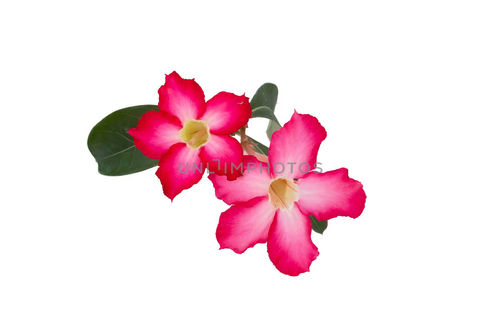 Adenium obesum tree also known as Desert Rose, Impala Lily