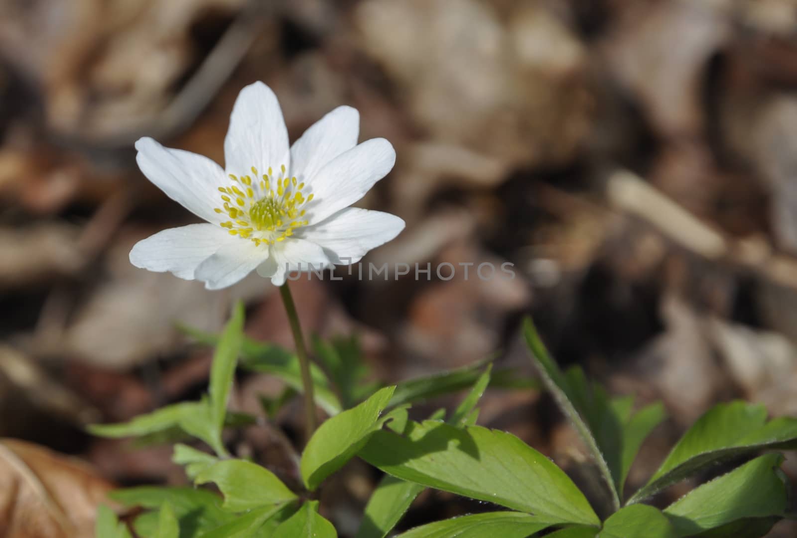 Wood anemone white forest wildflower by ArtesiaWells