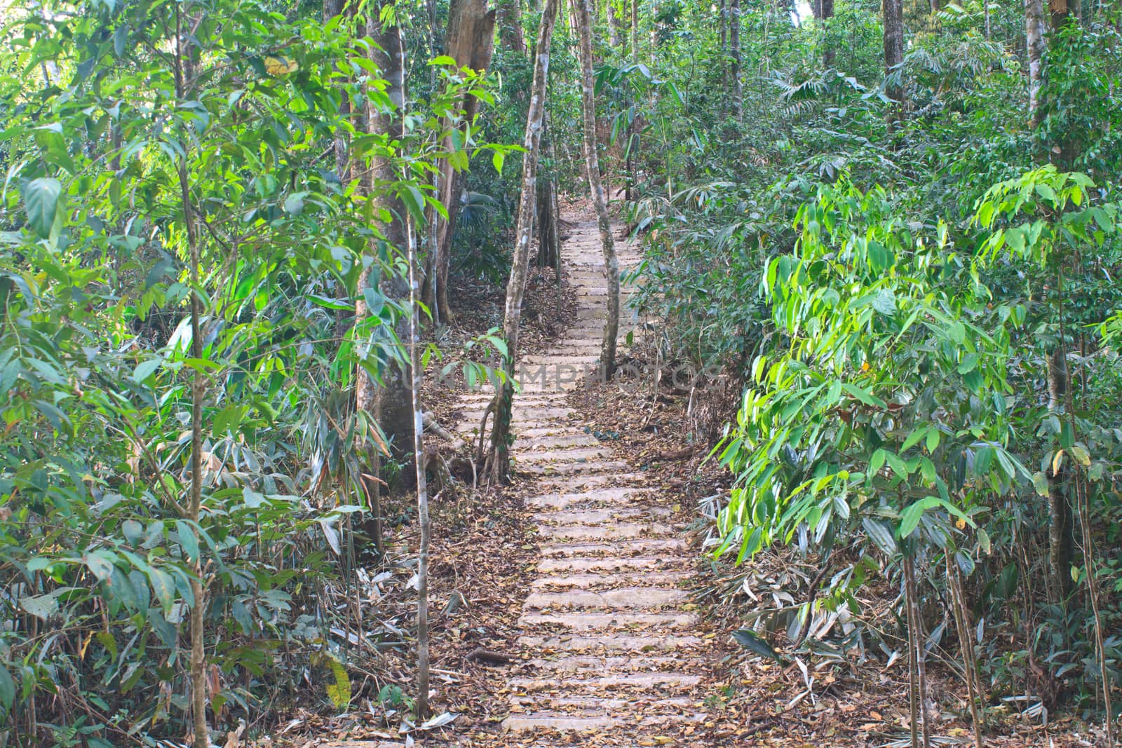 Stairway to jungle, in national park, Thailand