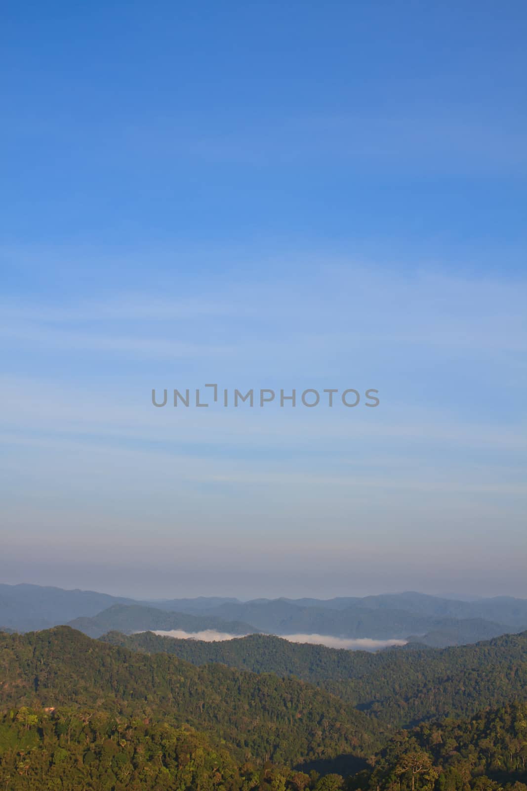 green forest and blue sky background