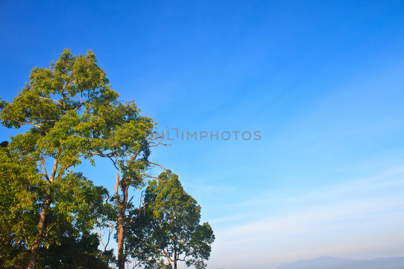 green forest and blue sky background