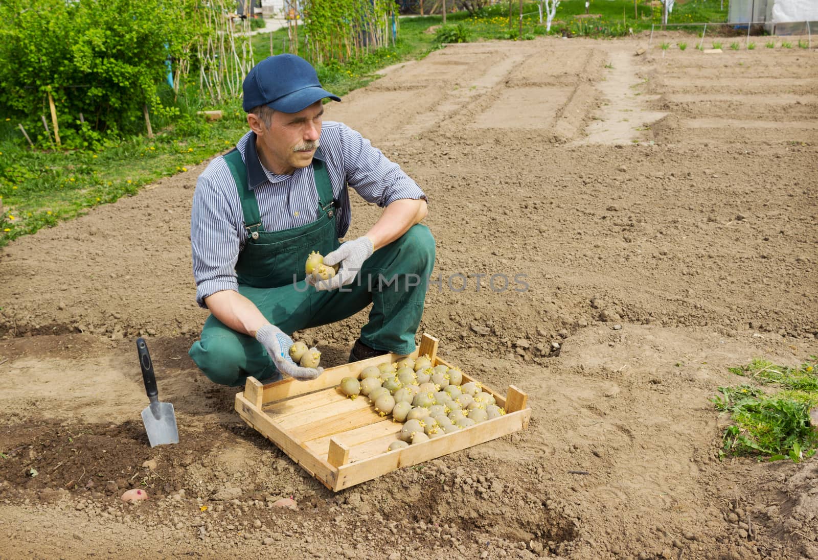 Elderly energetic  man  planting potatoes in his garden spring